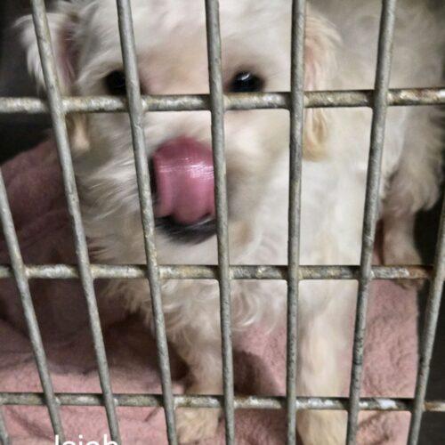 Enlarge Isaiah Hartenstein, a Adoptable mixed breed in Broken Arrow, OK image 2/3