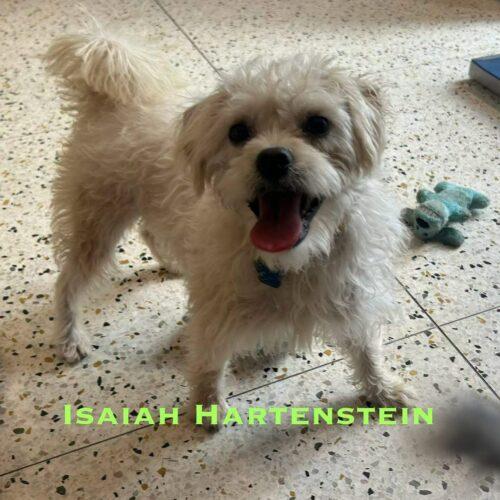 Isaiah Hartenstein, a Adoptable mixed breed in Broken Arrow, OK image 2/4
