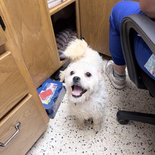 Enlarge Isaiah Hartenstein, a Adoptable mixed breed in Broken Arrow, OK image 3/3