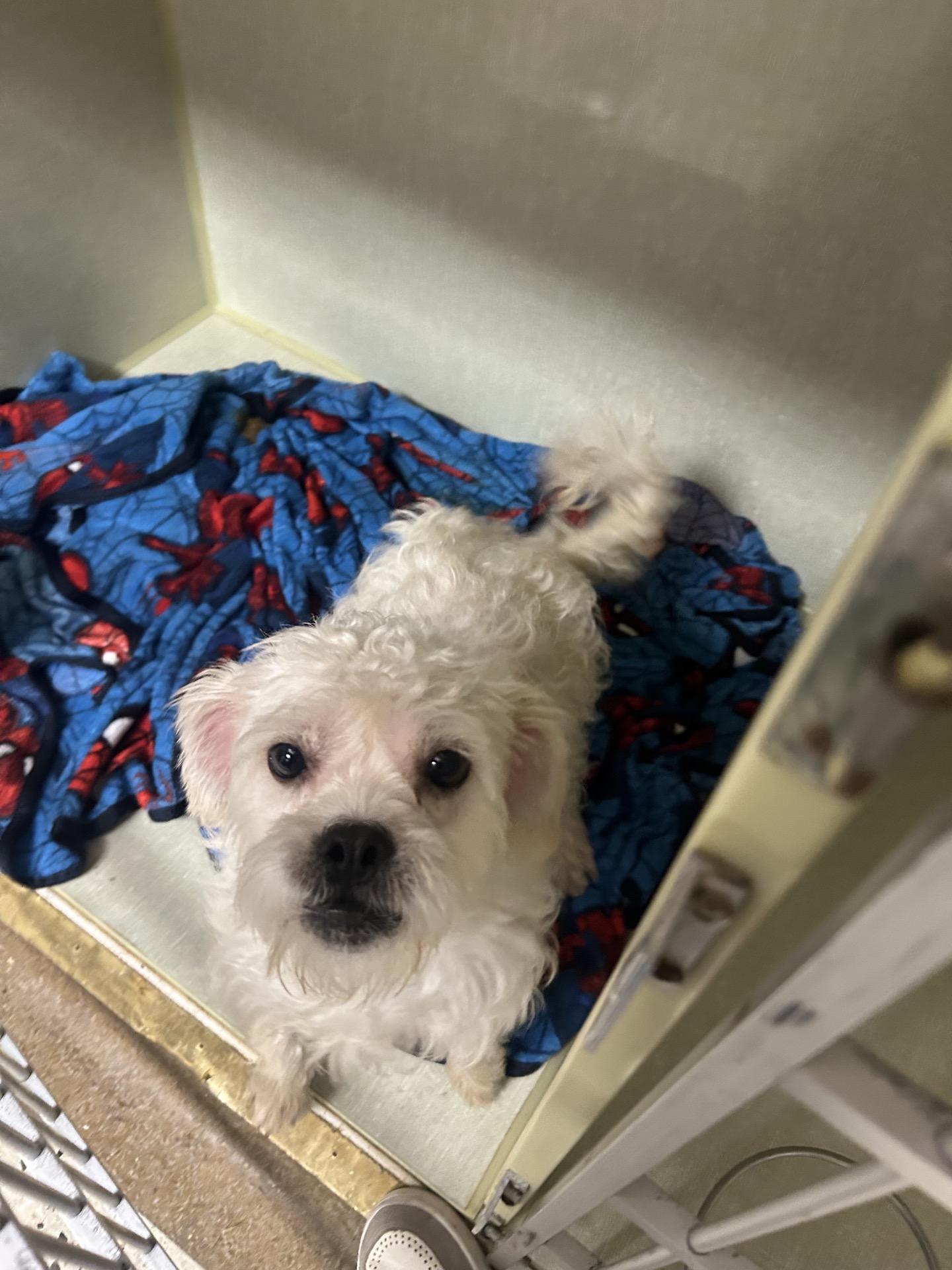Isaiah Hartenstein, a Adoptable mixed breed in Broken Arrow, OK image 5/5
