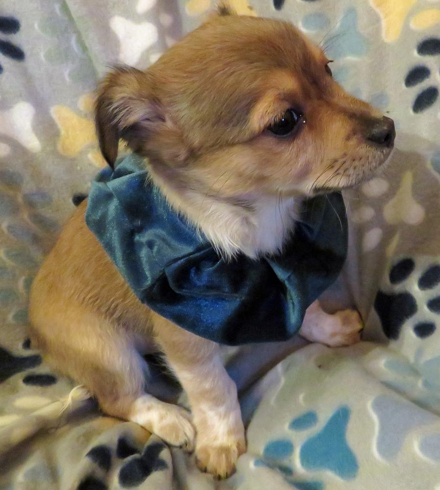Whimsy - Pending, Adopted, Puppy Female Chihuahua & Jack Russell Terrier.