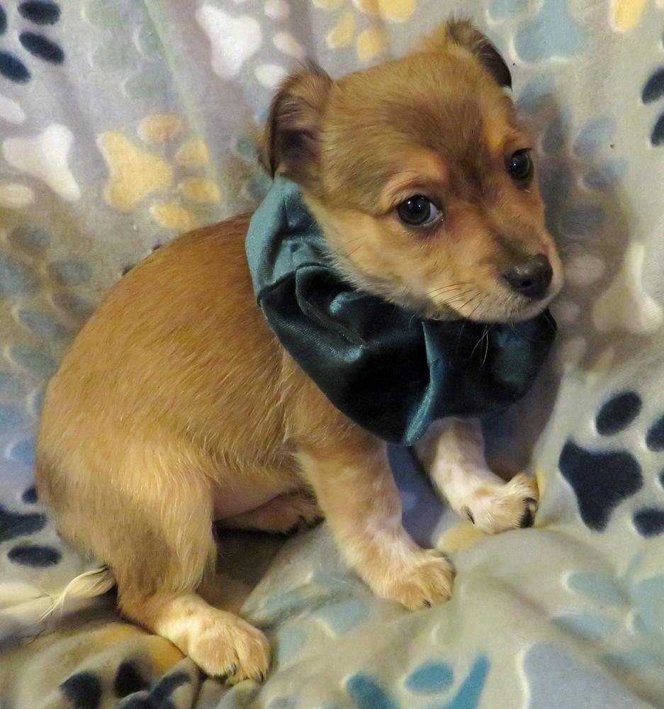 Enlarge Whimsy - Pending, a Adopted mixed breed in Crown Point, IN image 3/6