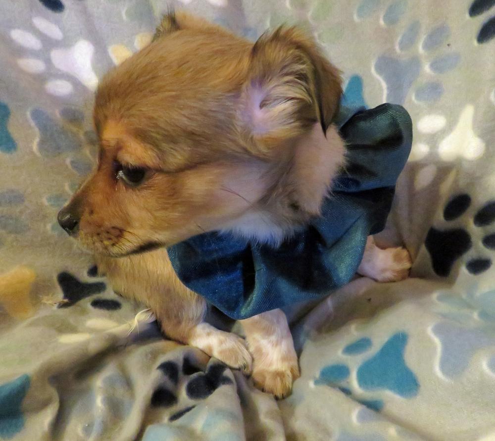 Enlarge Whimsy - Pending, a Adopted mixed breed in Crown Point, IN image 5/6