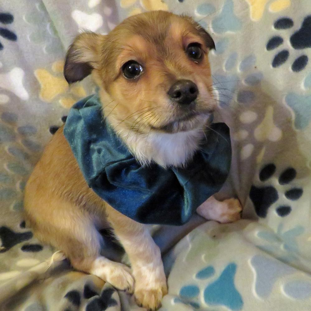 Enlarge Whimsy - Pending, a Adopted mixed breed in Crown Point, IN image 6/6