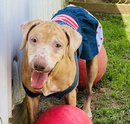 Ellie $25 Fostered, Adoptable, Senior Female Coonhound & Mixed Breed.