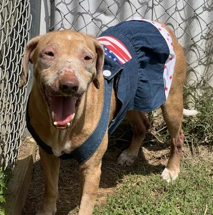 Enlarge Ellie $25 Fostered, a Adoptable mixed breed in Seneca, SC image 2/3