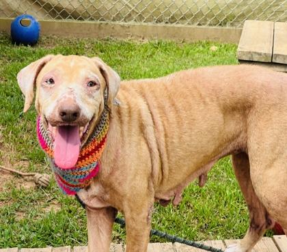 Enlarge Ellie $25 Fostered, a Adoptable mixed breed in Seneca, SC image 3/3
