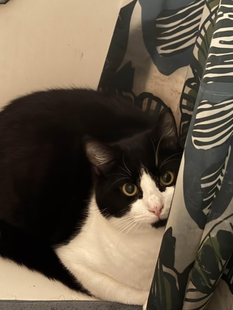 Killua, Adoptable, Kitten Male Domestic Short Hair.