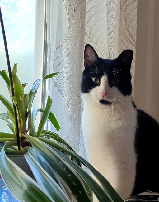 Killua, Adoptable, Kitten Male Domestic Short Hair.