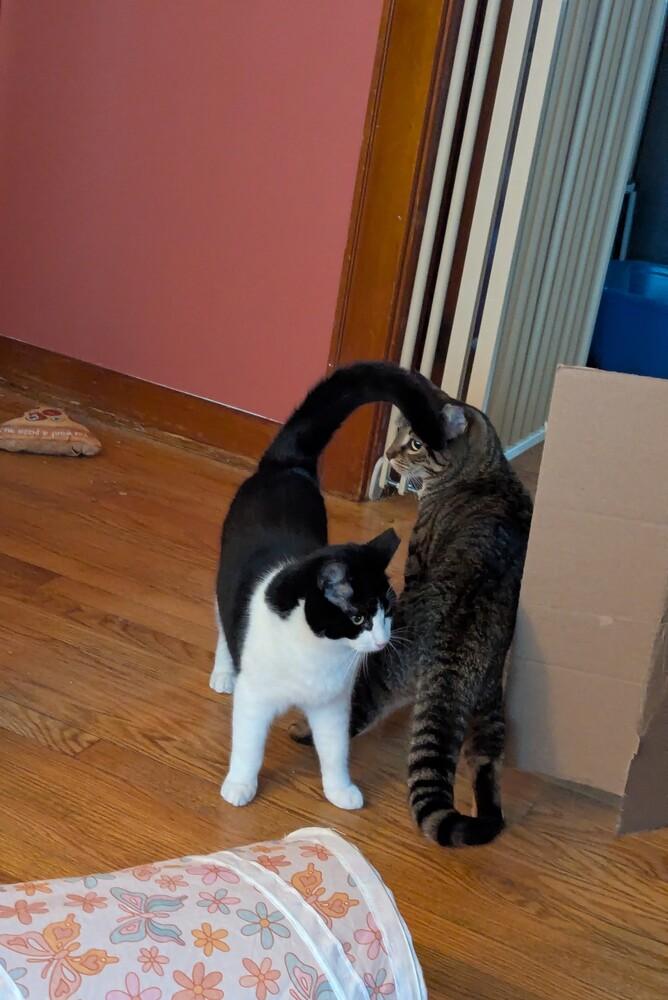 Killua, a Adoptable Domestic Short Hair in Cohoes, NY image 6/6