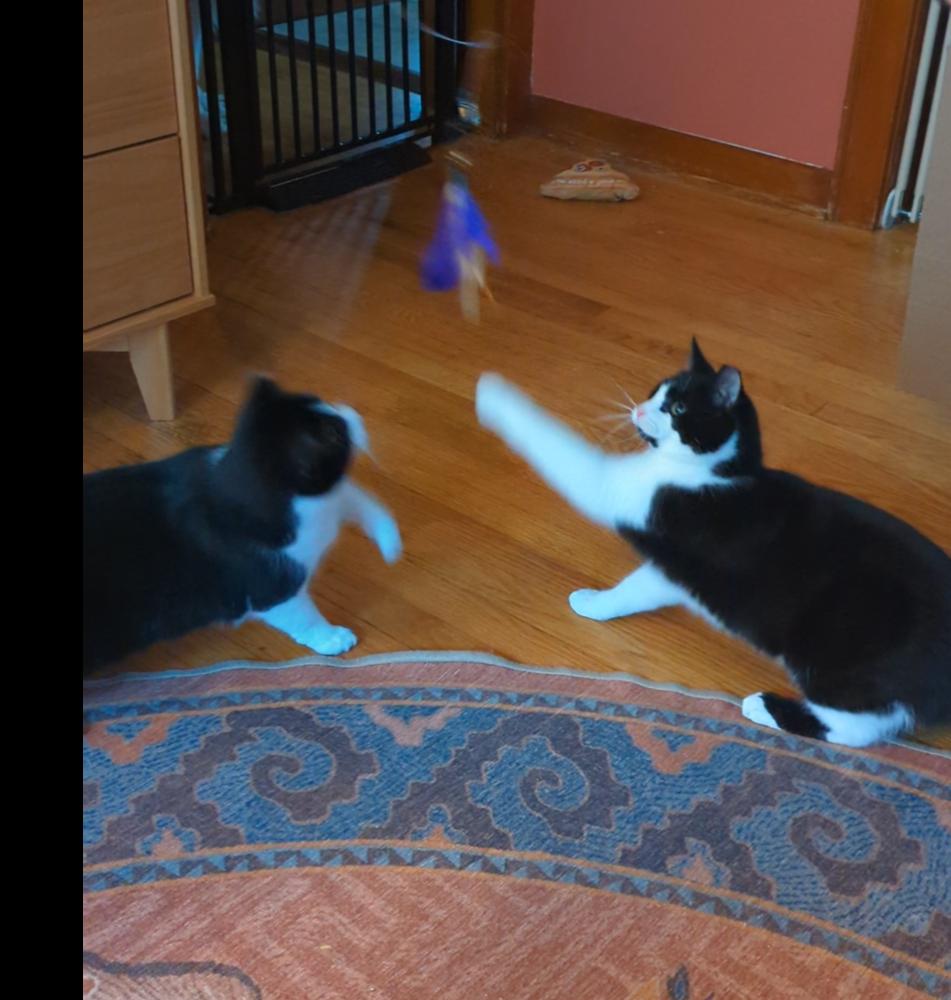 Killua, a Adoptable Domestic Short Hair in Cohoes, NY image 3/6