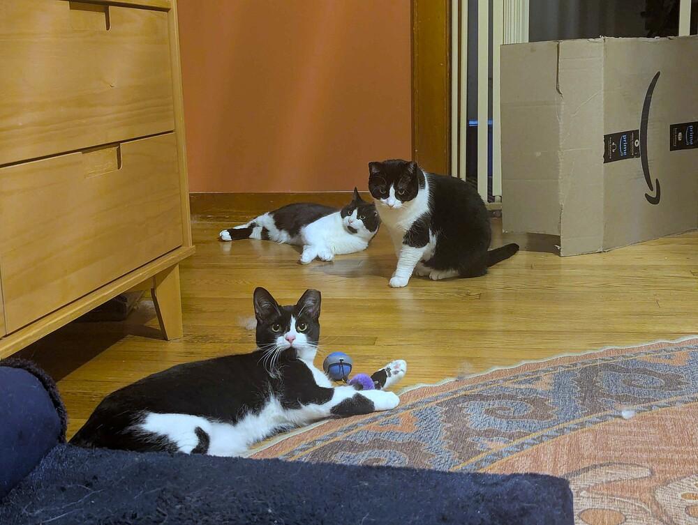 Killua, a Adoptable Domestic Short Hair in Cohoes, NY image 4/6