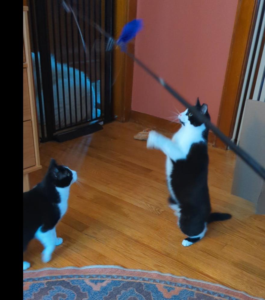 Killua, a Adoptable Domestic Short Hair in Cohoes, NY image 5/6