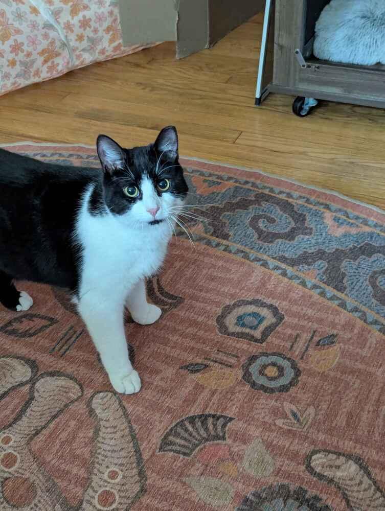 Killua, a Adoptable Domestic Short Hair in Cohoes, NY image 2/6