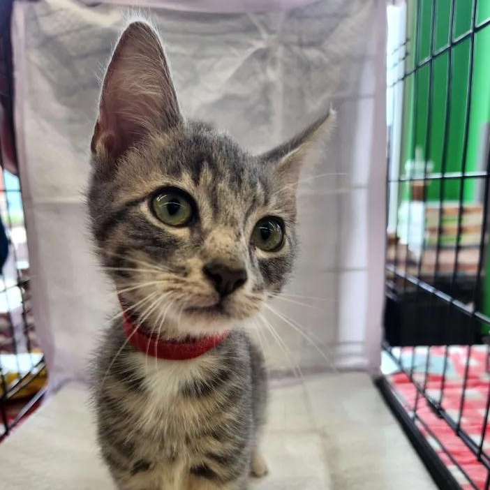Orbit, Baby Male Domestic Short Hair