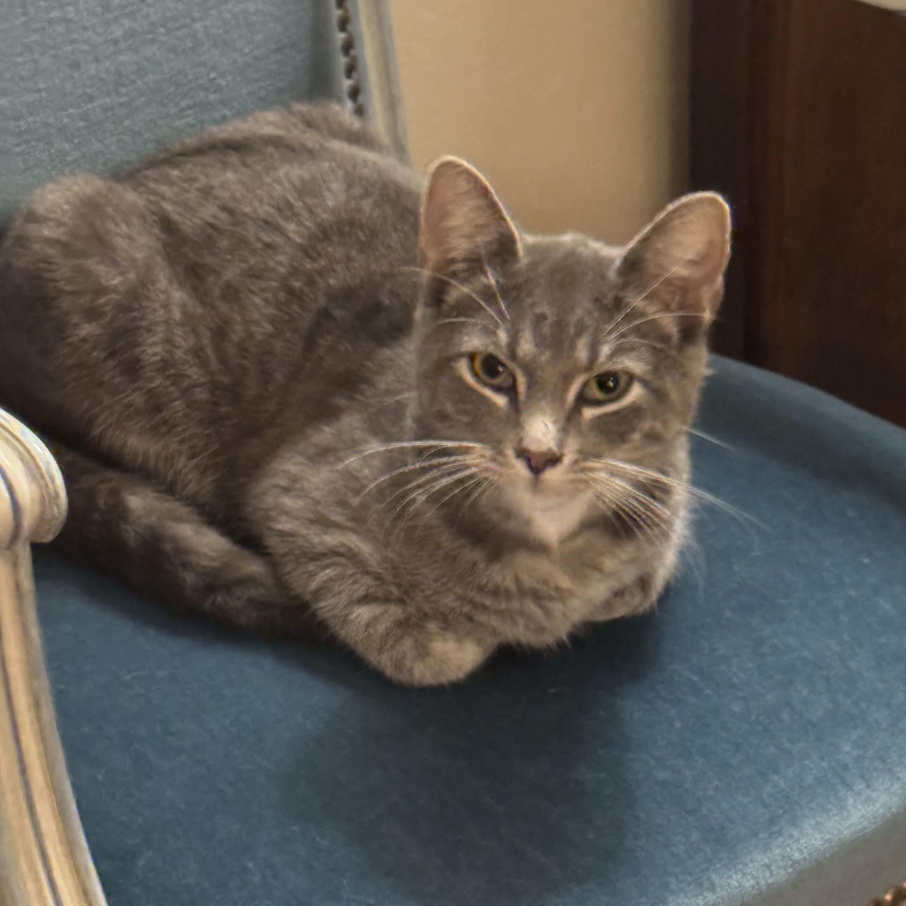 Enlarge Friday, a Adoptable Domestic Short Hair in Granby, CT image 1/5