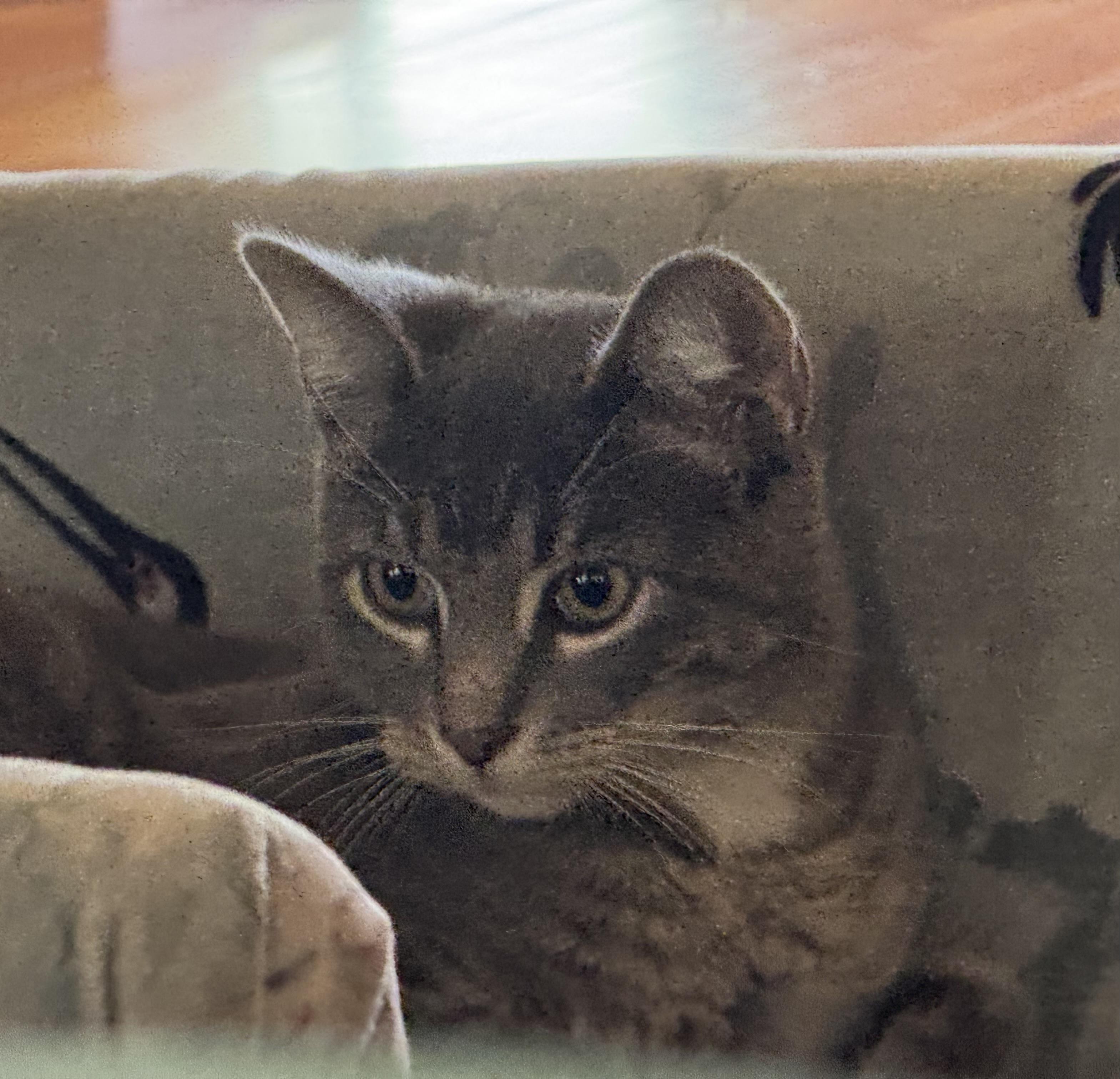 Enlarge Friday, a Adoptable Domestic Short Hair in Granby, CT image 3/5