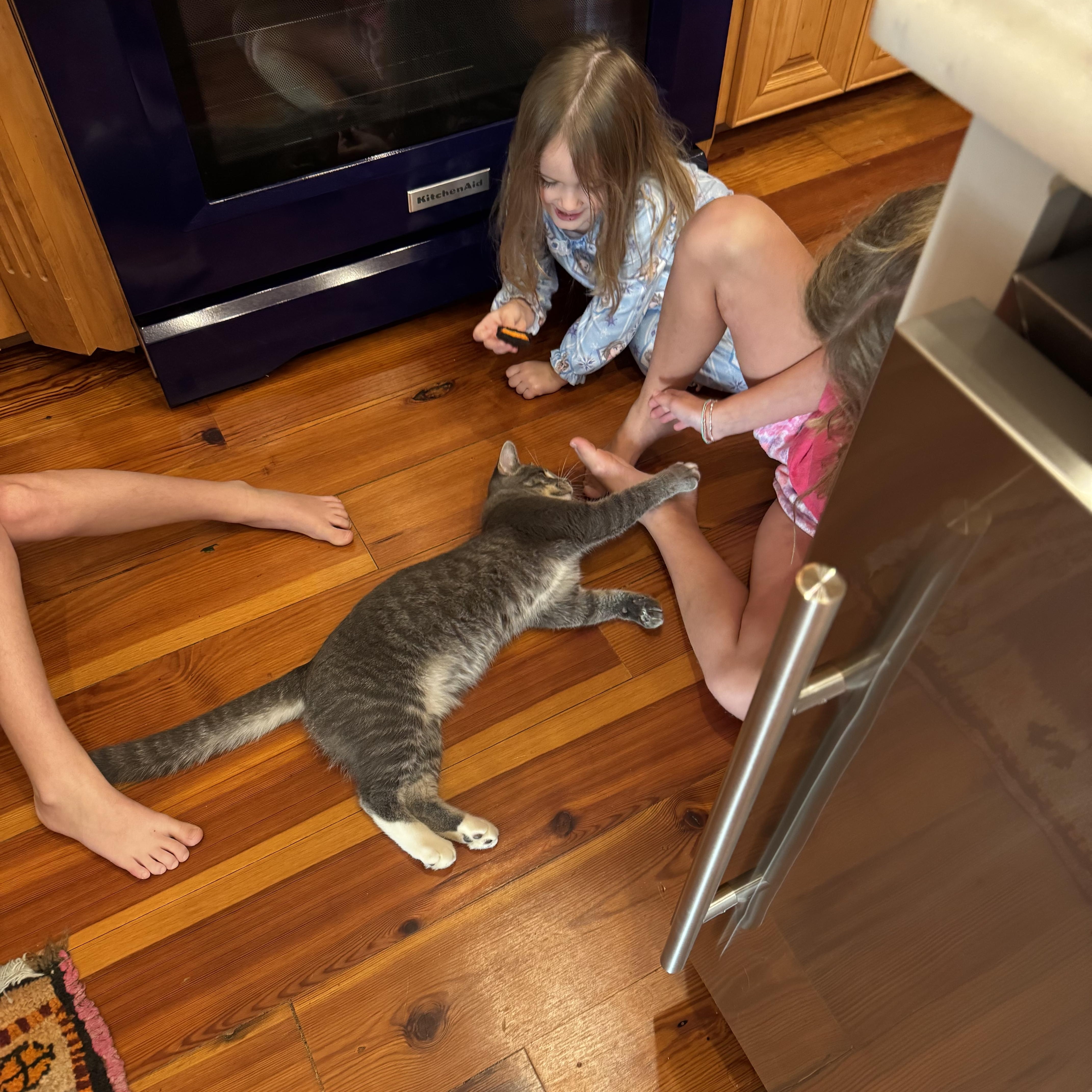 Enlarge Friday, a Adoptable Domestic Short Hair in Granby, CT image 5/5