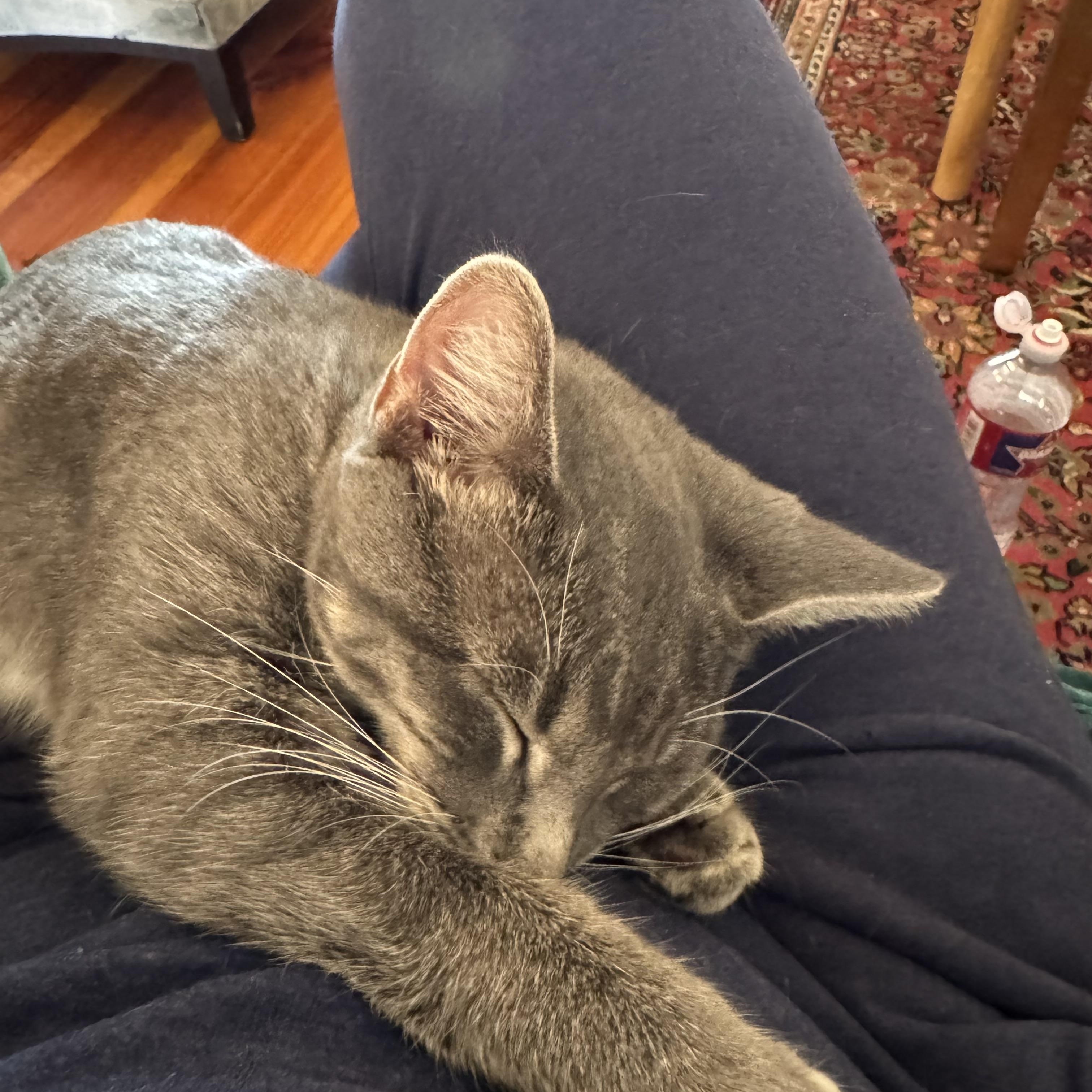Enlarge Friday, a Adoptable Domestic Short Hair in Granby, CT image 4/5
