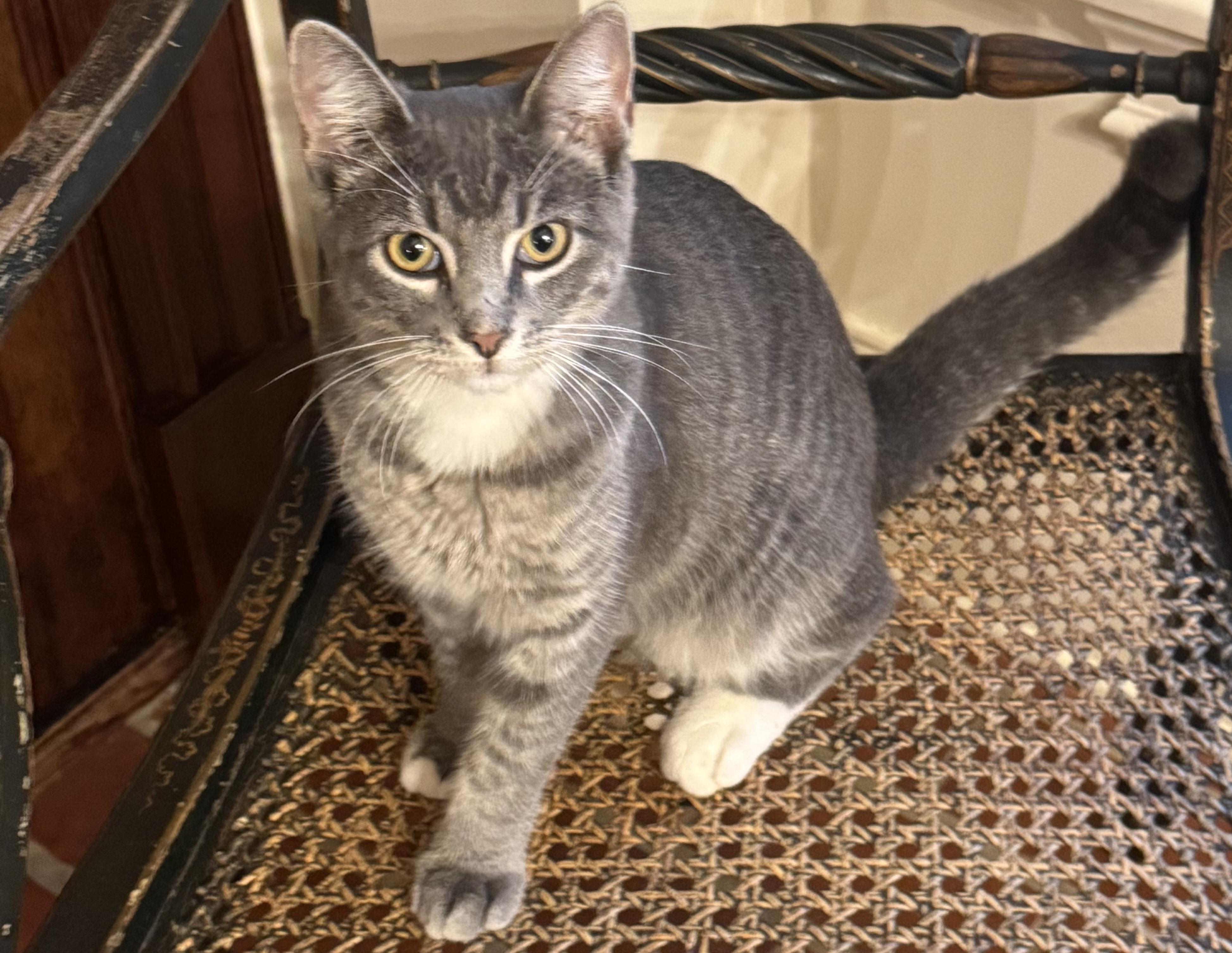 Enlarge Friday, a Adoptable Domestic Short Hair in Granby, CT image 2/5