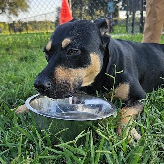 Ruby, Adoptable, Adult Female Australian Kelpie.