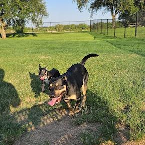 Enlarge Ruby, a Adoptable Australian Kelpie in Webster, TX image 2/5