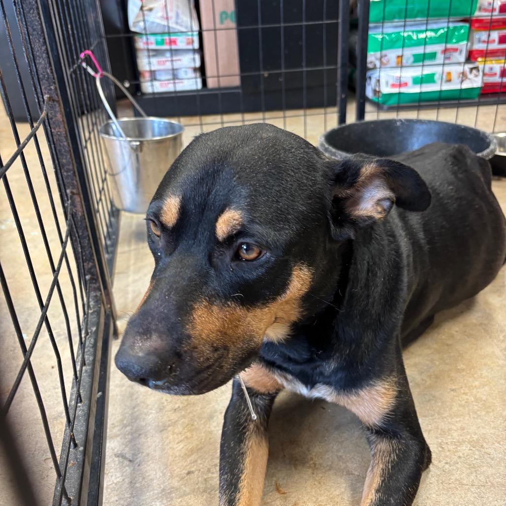Enlarge Ruby, a Adoptable Australian Kelpie in Webster, TX image 3/5