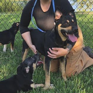 Enlarge Ruby, a Adoptable Australian Kelpie in Webster, TX image 4/5