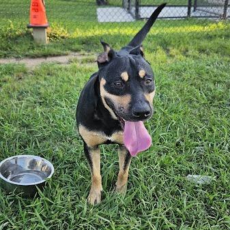 Enlarge Ruby, a Adoptable Australian Kelpie in Webster, TX image 5/5