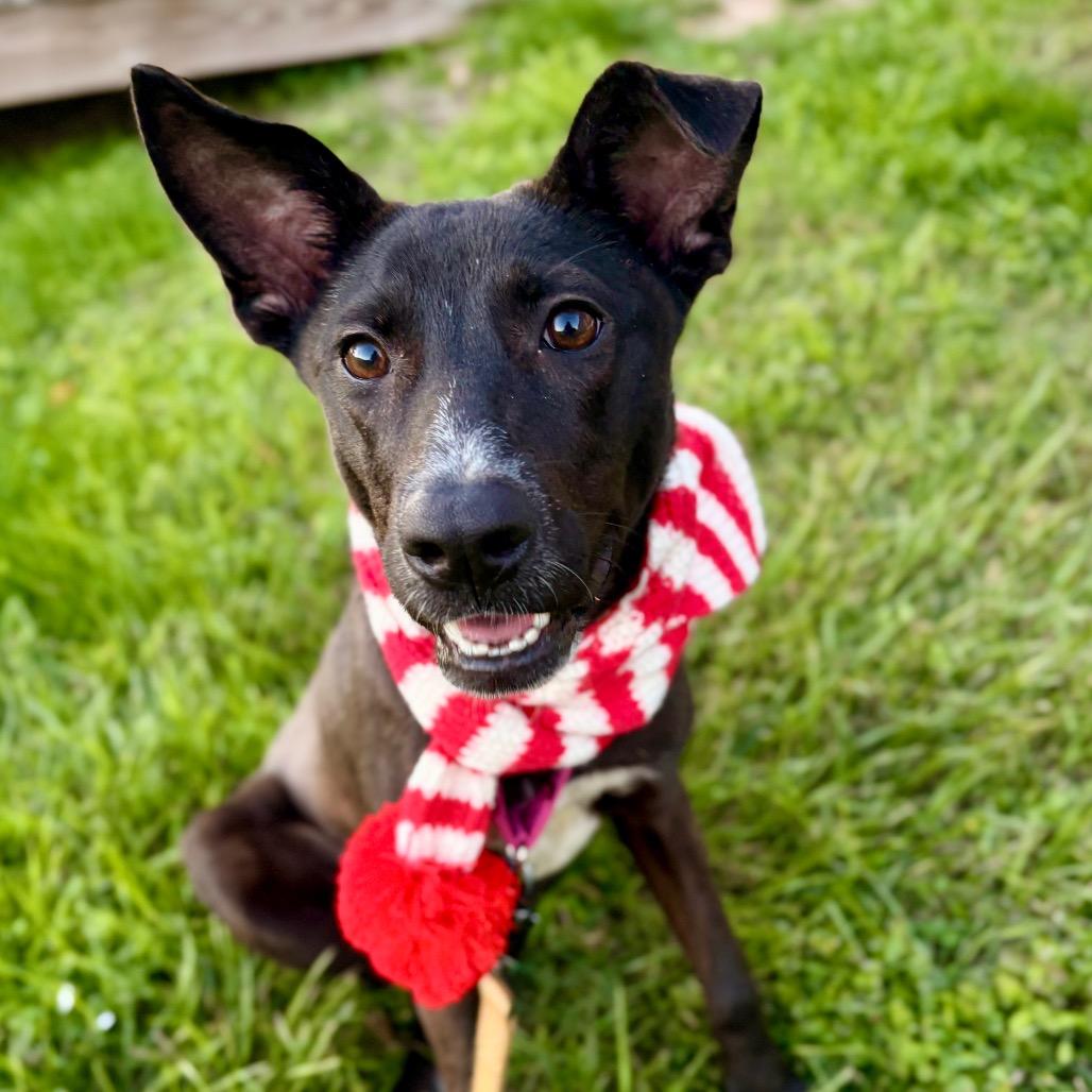 Lychee — thumbnail 2