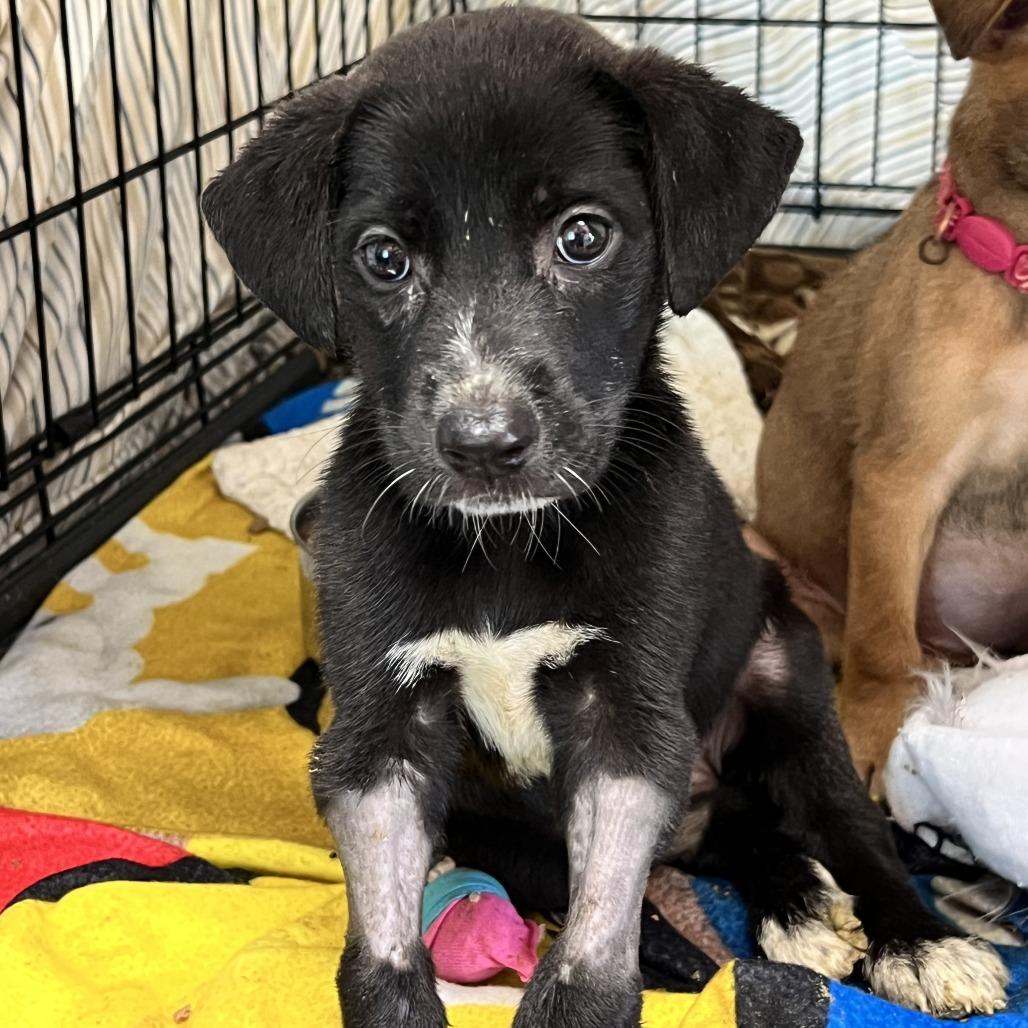 Lychee — thumbnail 3