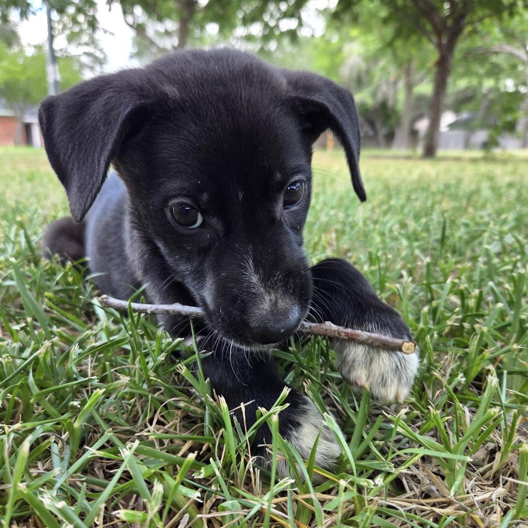 Lychee — thumbnail 4