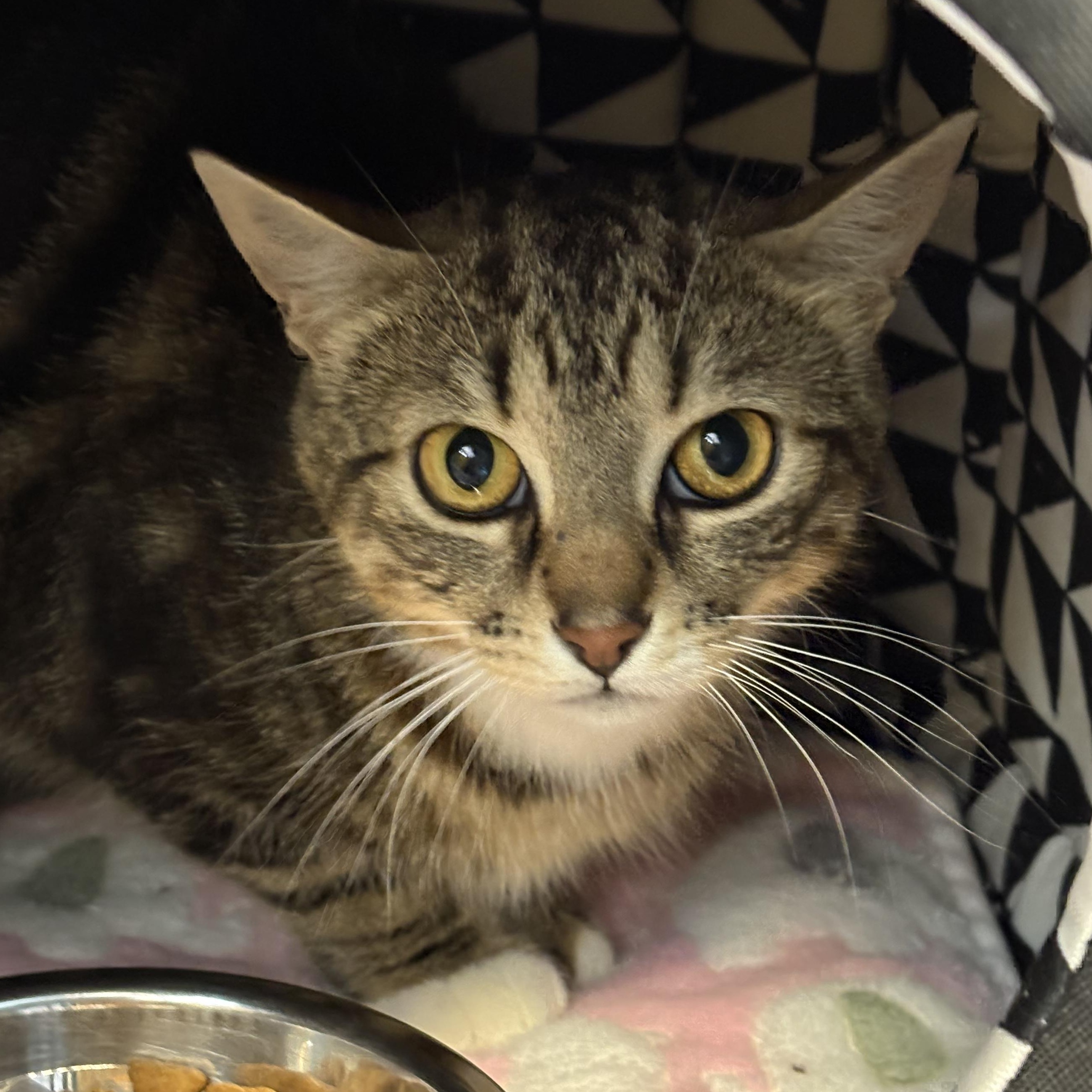 Enlarge Carmella, a Adoptable mixed breed in Toronto, ON image 2/4