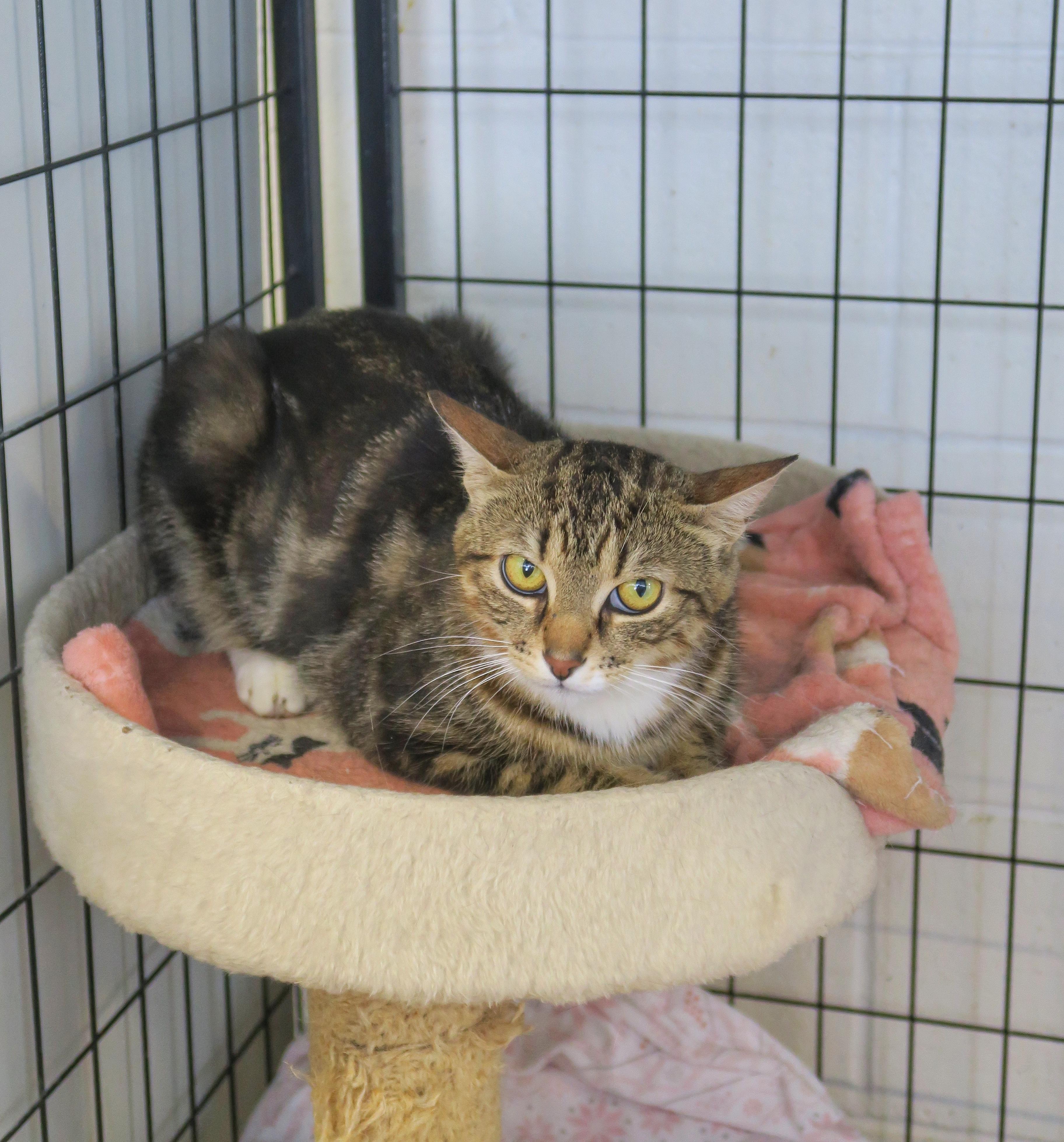 Carmella, Adoptable, Young Female Domestic Short Hair & Tabby.
