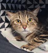 Enlarge Carmella, a Adoptable mixed breed in Toronto, ON image 3/4