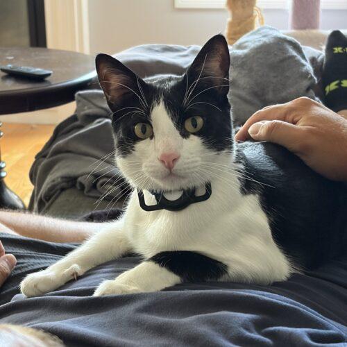 Marcello, Adoptable, Young Male Domestic Short Hair.