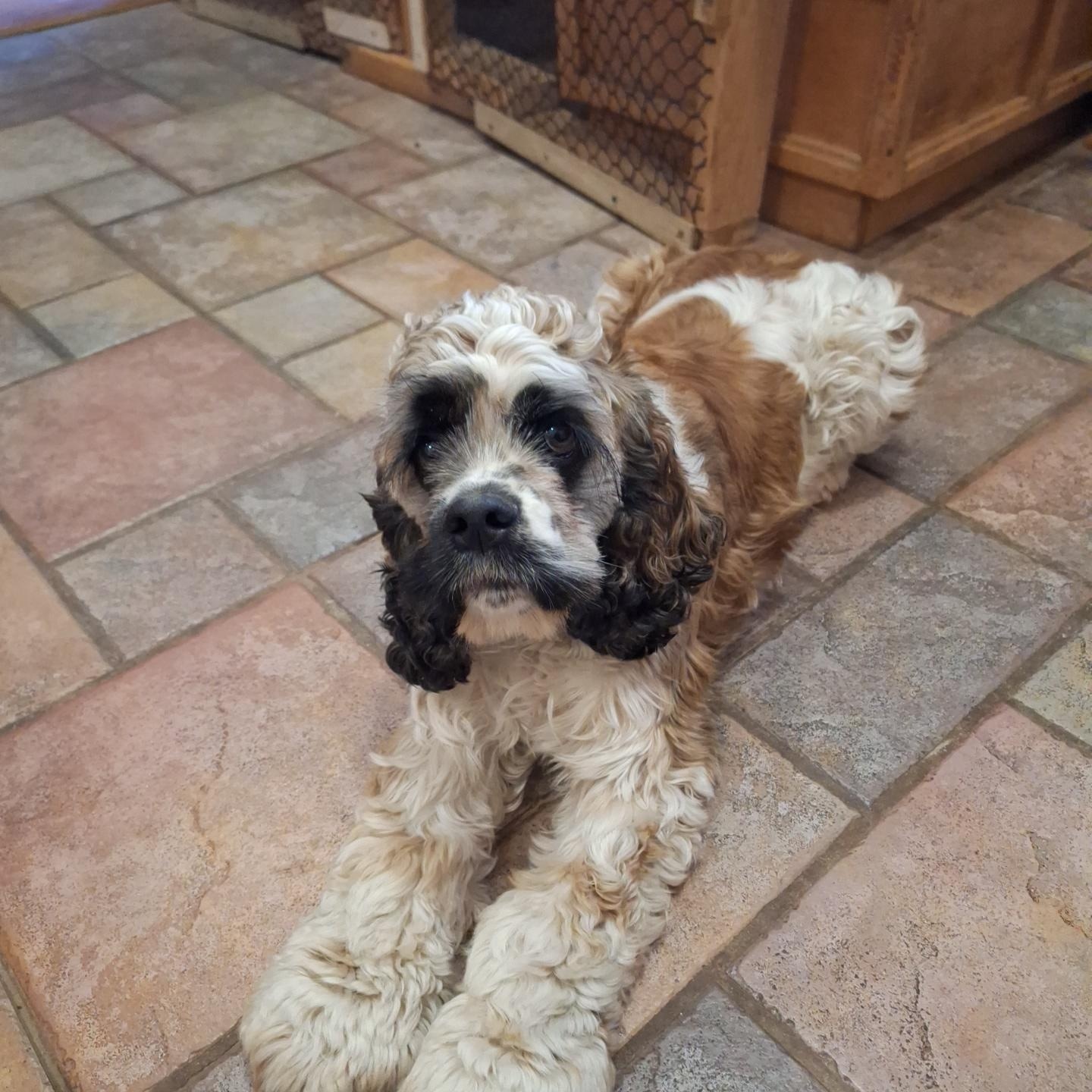 Enlarge Jack=ADOPTED!!, a Adopted Cocker Spaniel in Grove, OK image 1/1