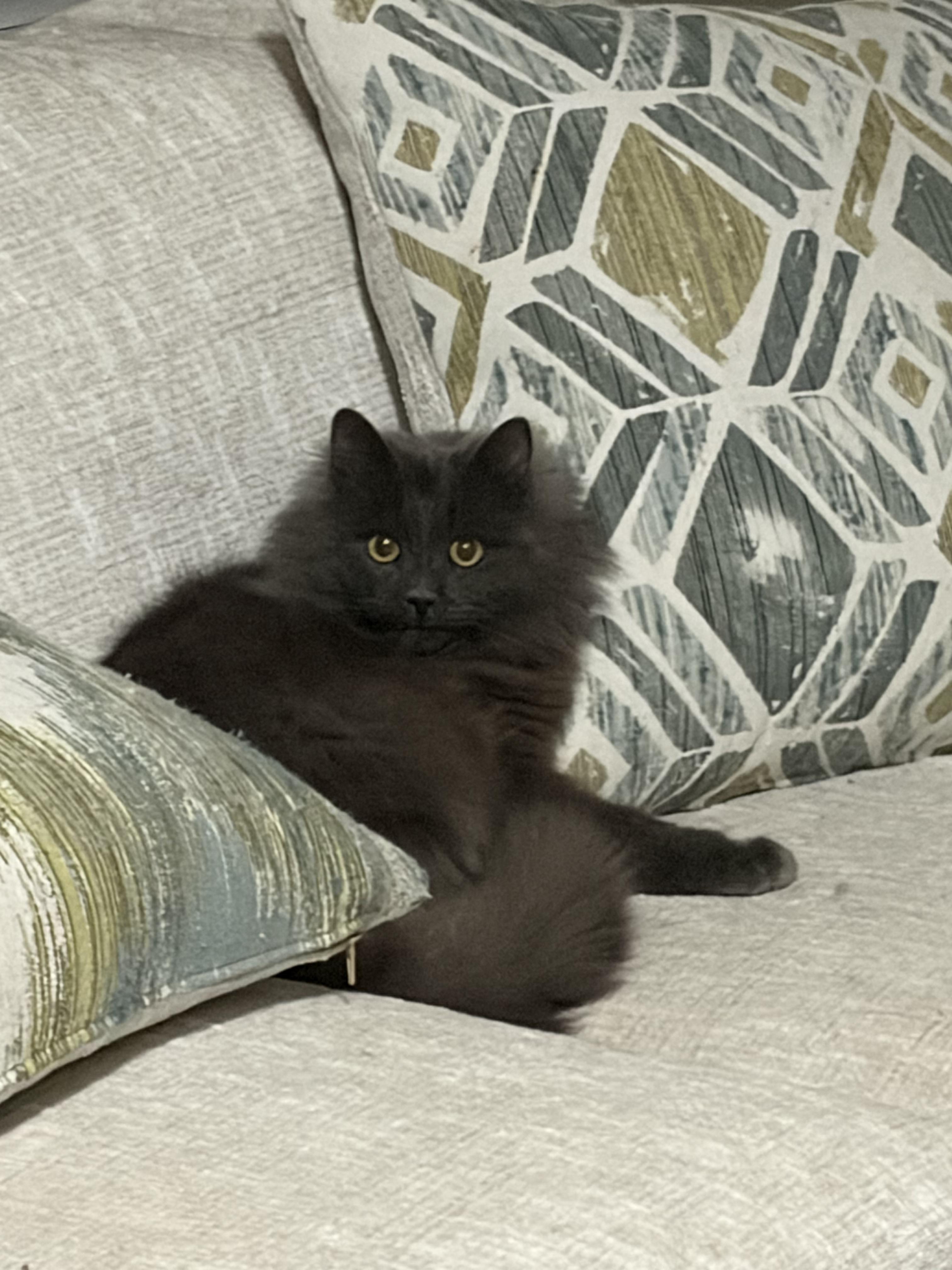 Enlarge Pillsbury Doughboy , an adopted Domestic Long Hair in Fayetteville, NC image 1/2