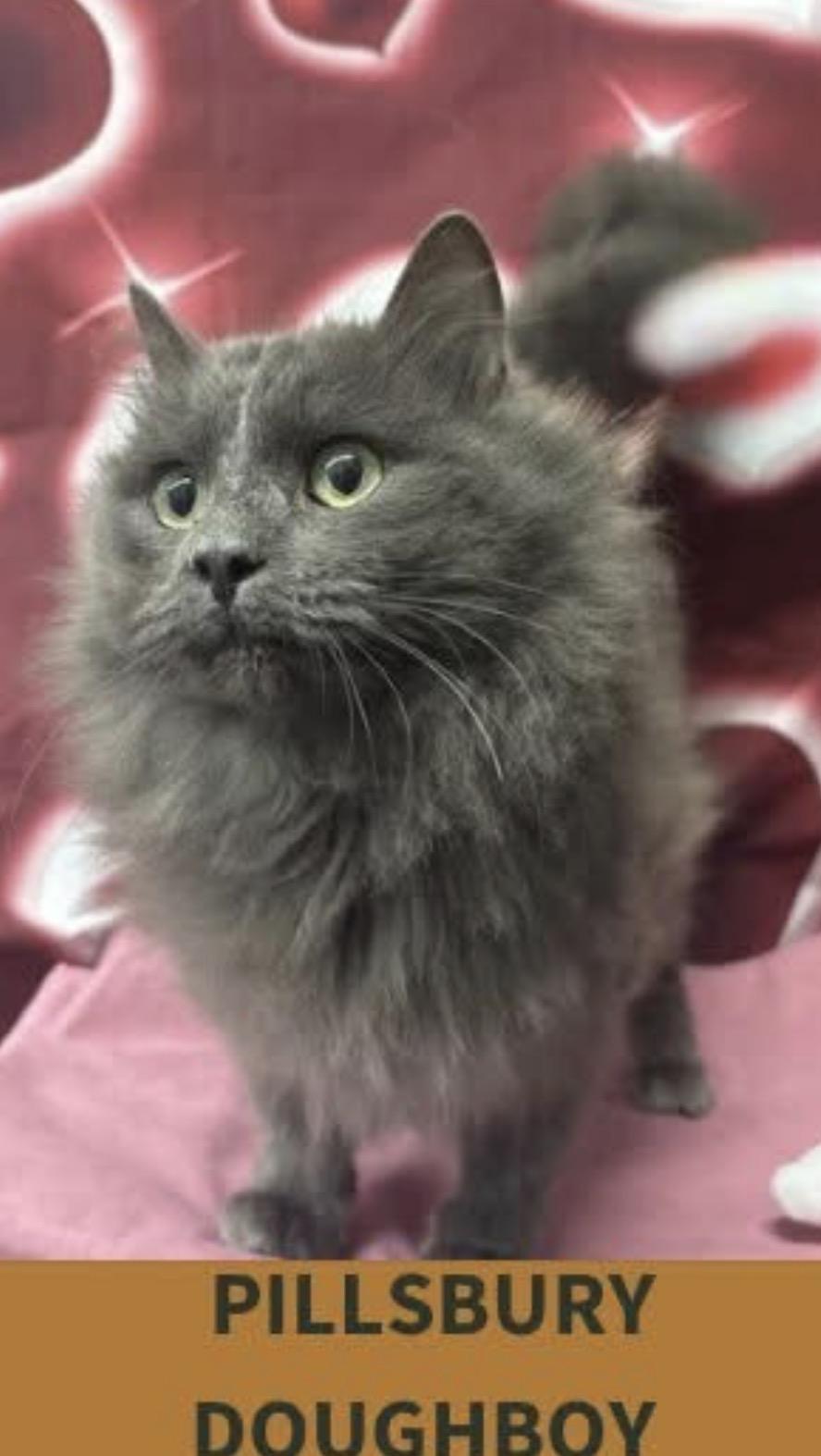 Enlarge Pillsbury Doughboy , an adopted Domestic Long Hair in Fayetteville, NC image 2/2