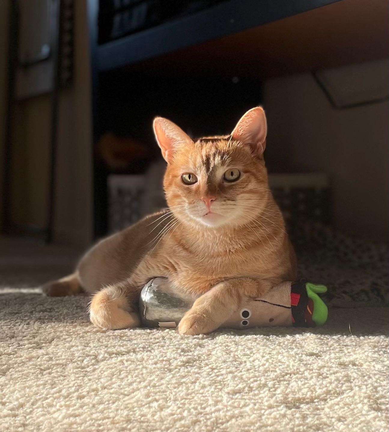 Enlarge Sam, a Adopted American Shorthair in San Juan Capistrano, CA image 1/1