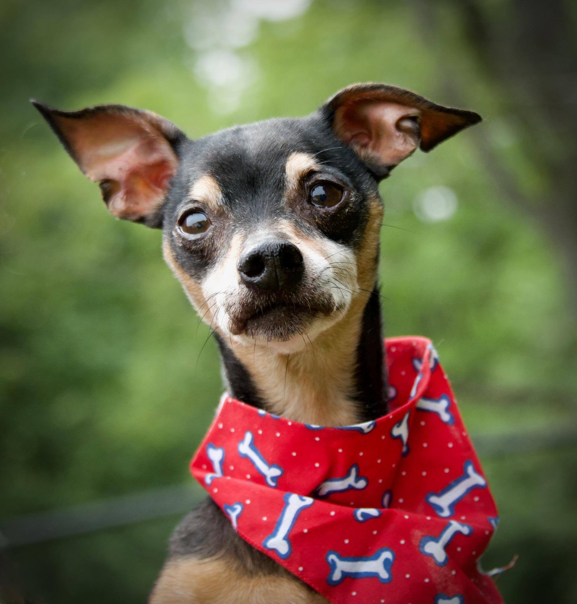 Fritter, ADOPTABLE, Senior Male Miniature Pinscher.