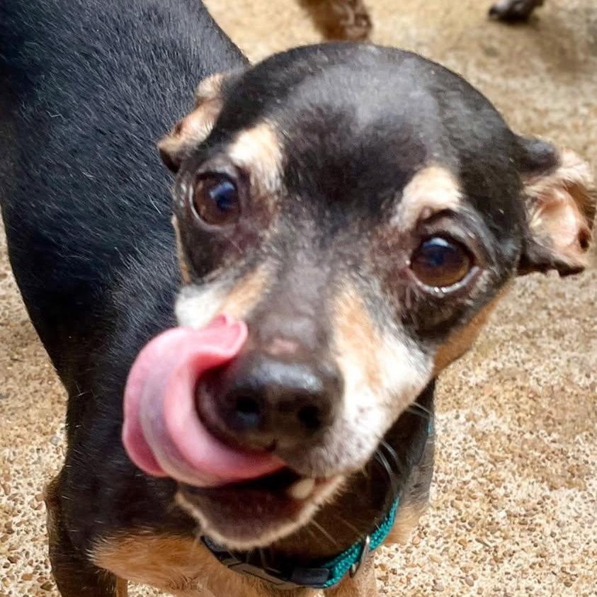 Fritter, a ADOPTABLE mixed breed in Hopkinton, MA image 4/6