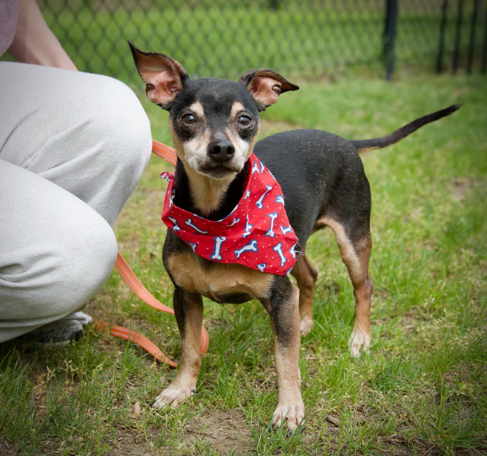 Fritter, a ADOPTABLE mixed breed in Hopkinton, MA image 2/6