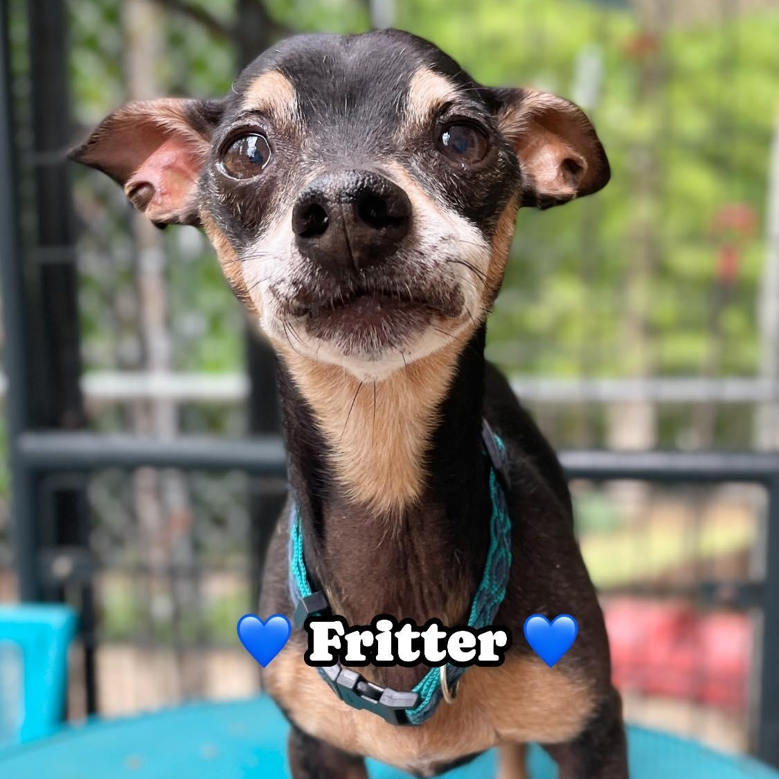 Fritter, a ADOPTABLE mixed breed in Hopkinton, MA image 3/6