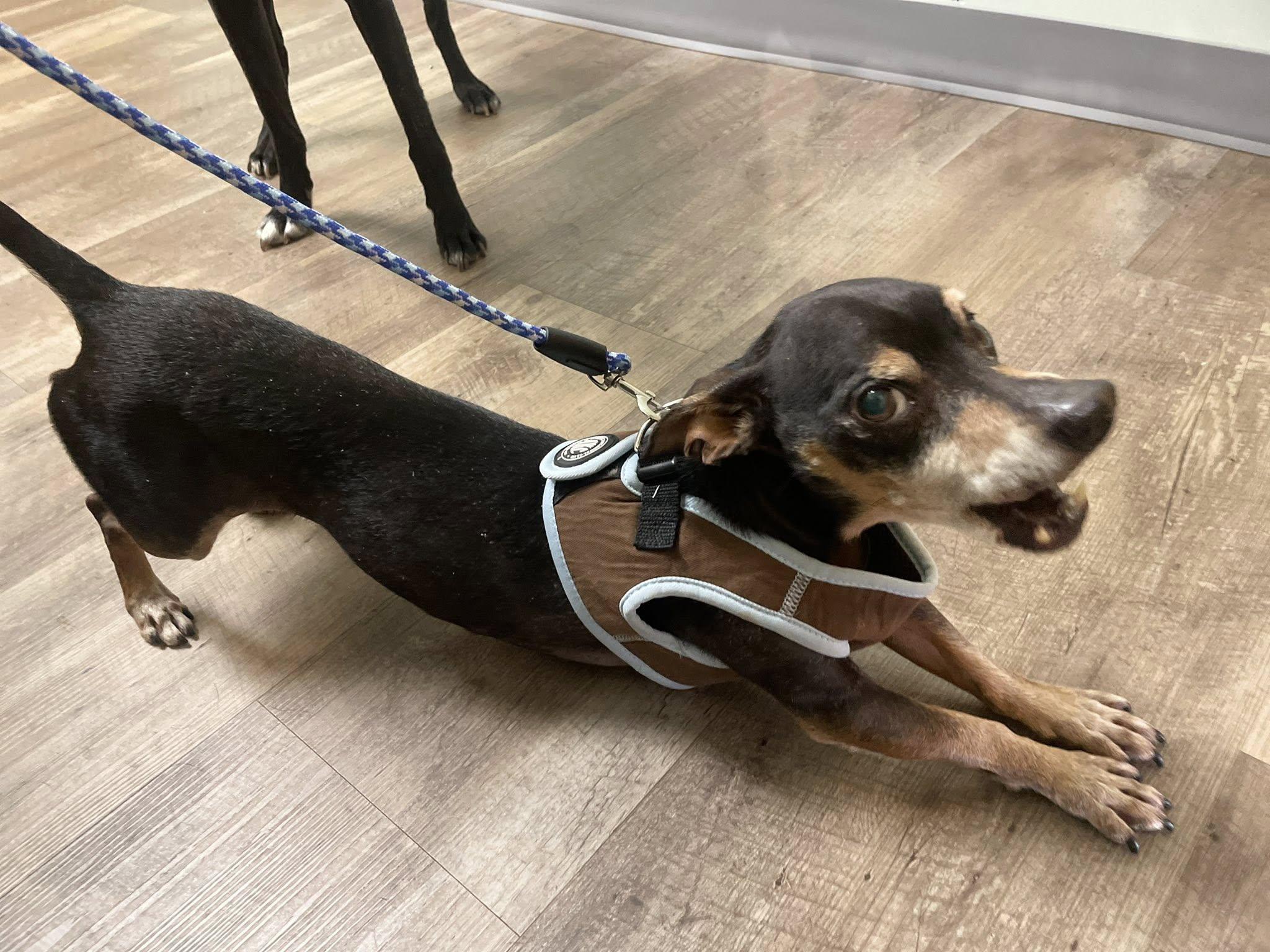 Fritter, a ADOPTABLE mixed breed in Hopkinton, MA image 6/6