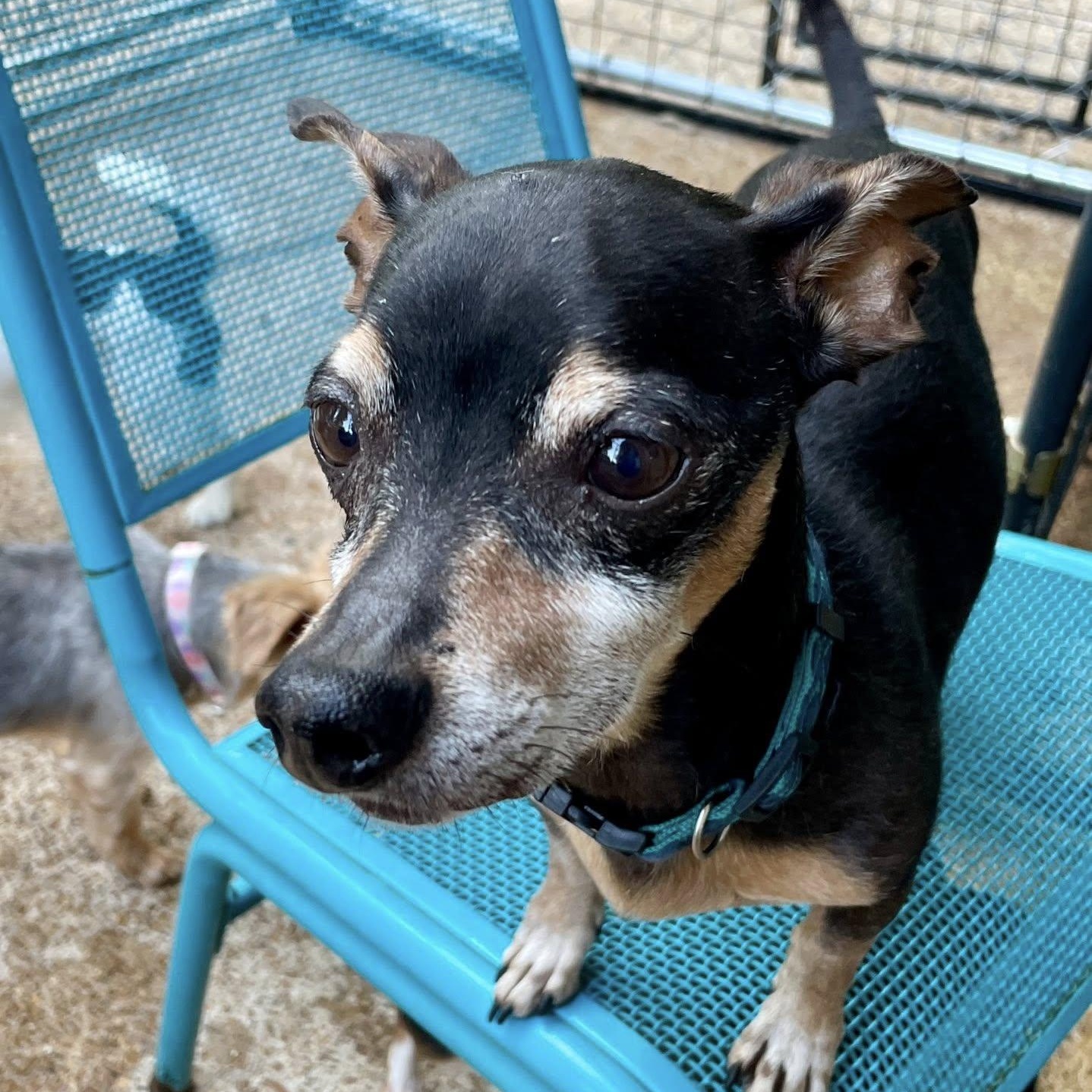 Fritter, a ADOPTABLE mixed breed in Hopkinton, MA image 5/6