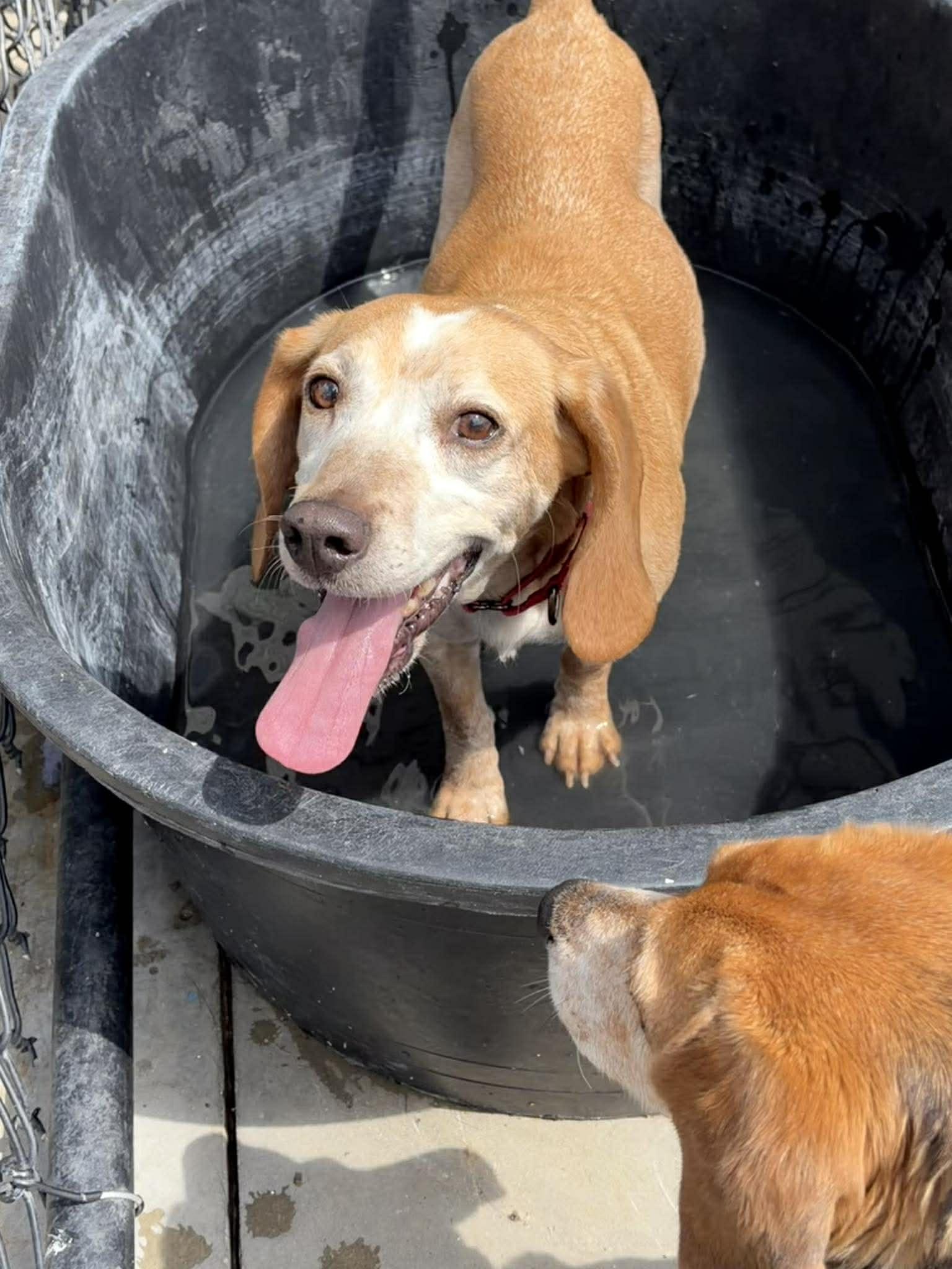 Enlarge Freckles, a Adoptable Beagle in Knoxville, IA image 1/2