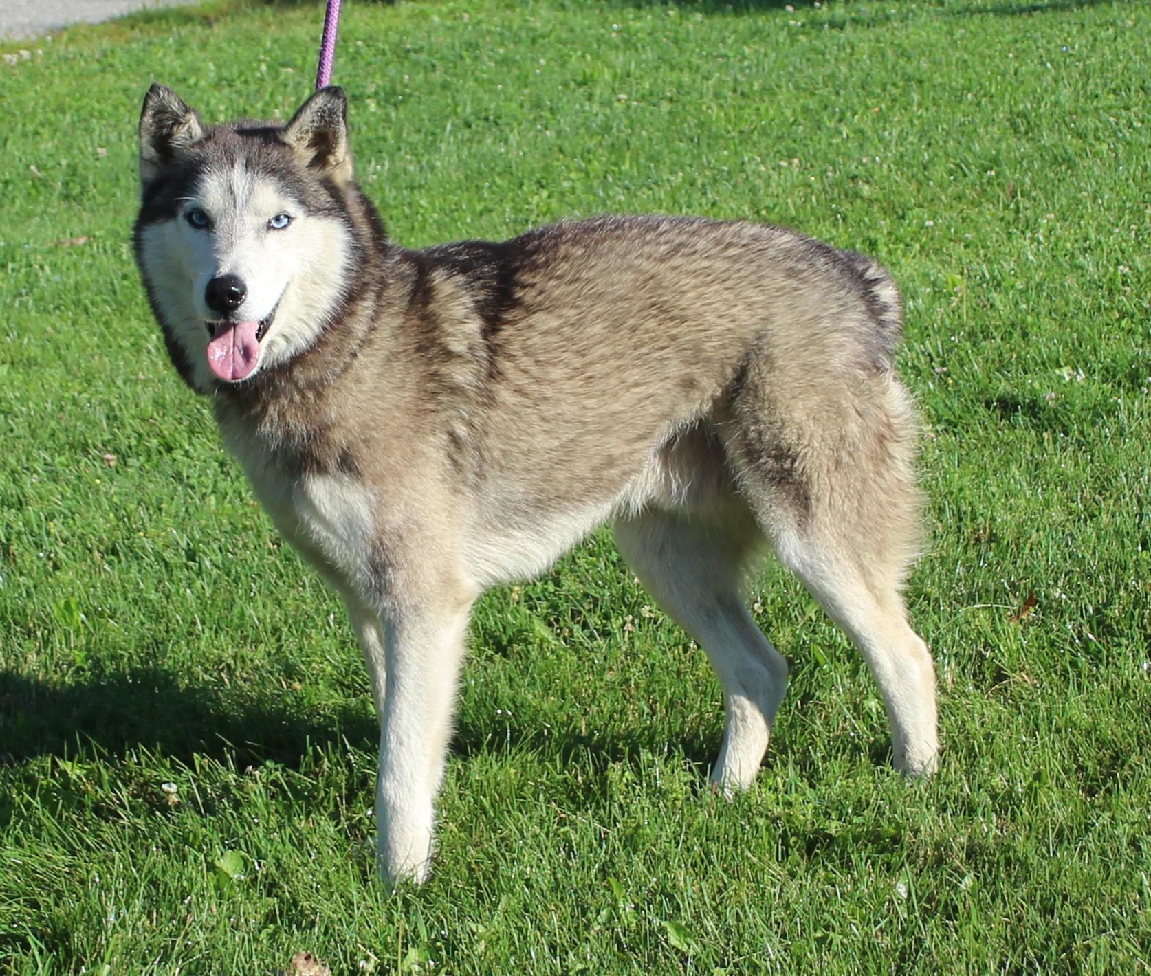 Casper (12040), a ADOPTABLE Husky in Heath, OH image 2/2