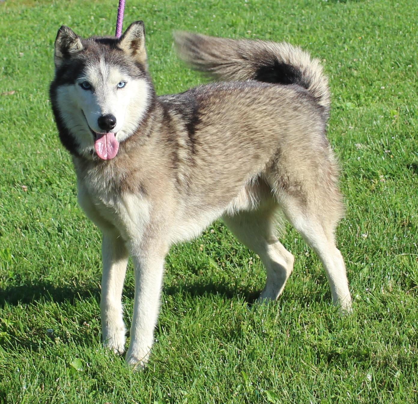 Casper (12040), a ADOPTABLE Husky in Heath, OH image 1/2