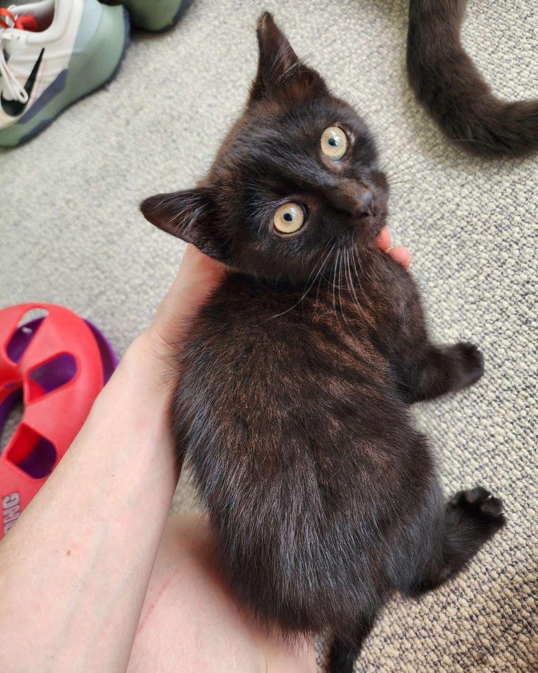 Nova, Baby Male Domestic Short Hair